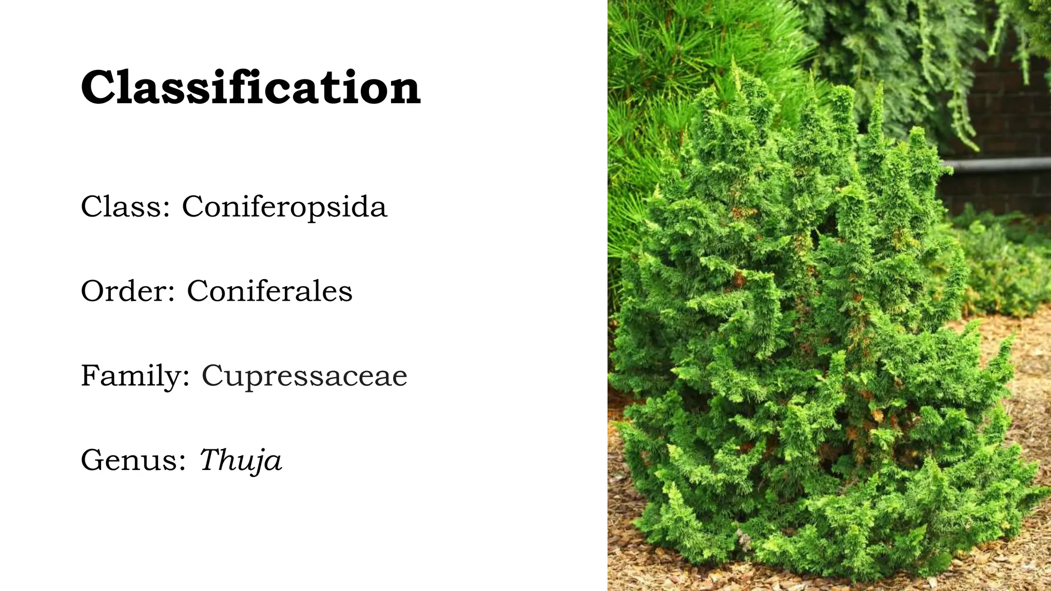 Classification
Class: Coniferopsida
Order: Coniferales
Family: Cupressaceae
Genus: Thuja
 