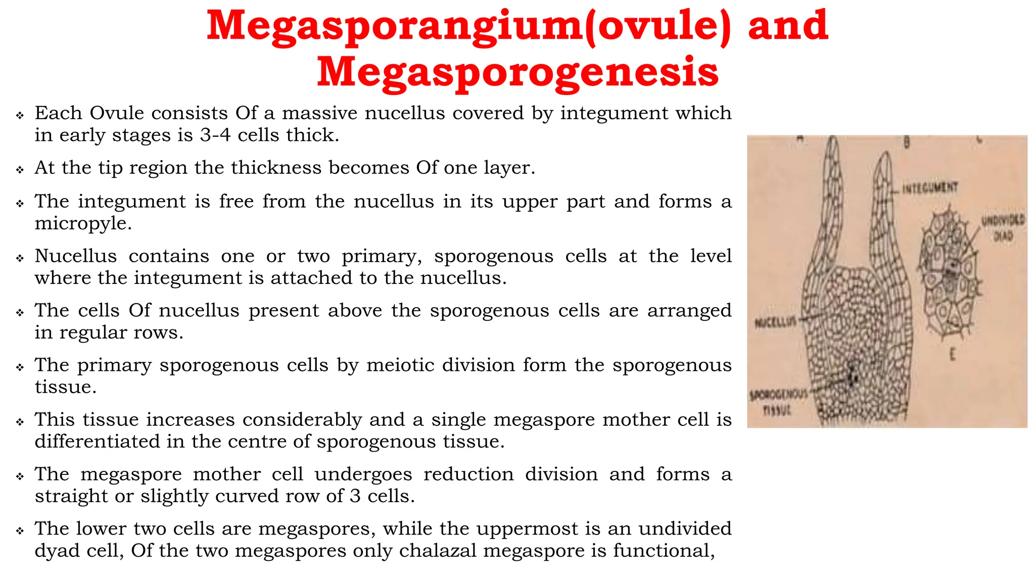 Megasporangium(ovule) and
Megasporogenesis
 Each Ovule consists Of a massive nucellus covered by integument which
in early stages is 3-4 cells thick.
 At the tip region the thickness becomes Of one layer.
 The integument is free from the nucellus in its upper part and forms a
micropyle.
 Nucellus contains one or two primary, sporogenous cells at the level
where the integument is attached to the nucellus.
 The cells Of nucellus present above the sporogenous cells are arranged
in regular rows.
 The primary sporogenous cells by meiotic division form the sporogenous
tissue.
 This tissue increases considerably and a single megaspore mother cell is
differentiated in the centre of sporogenous tissue.
 The megaspore mother cell undergoes reduction division and forms a
straight or slightly curved row of 3 cells.
 The lower two cells are megaspores, while the uppermost is an undivided
dyad cell, Of the two megaspores only chalazal megaspore is functional,
 