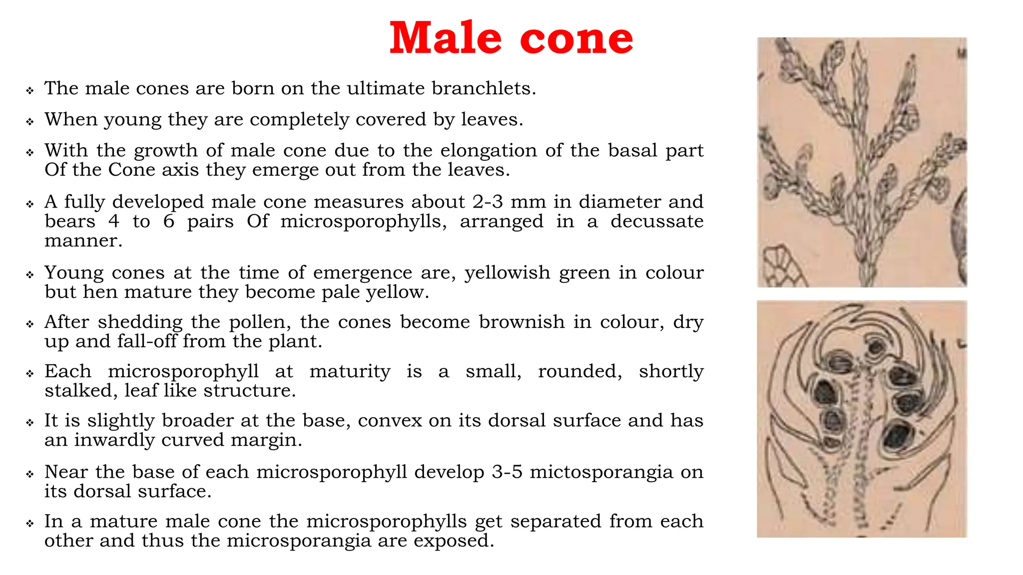 Male cone
 The male cones are born on the ultimate branchlets.
 When young they are completely covered by leaves.
 With the growth of male cone due to the elongation of the basal part
Of the Cone axis they emerge out from the leaves.
 A fully developed male cone measures about 2-3 mm in diameter and
bears 4 to 6 pairs Of microsporophylls, arranged in a decussate
manner.
 Young cones at the time of emergence are, yellowish green in colour
but hen mature they become pale yellow.
 After shedding the pollen, the cones become brownish in colour, dry
up and fall-off from the plant.
 Each microsporophyll at maturity is a small, rounded, shortly
stalked, leaf like structure.
 It is slightly broader at the base, convex on its dorsal surface and has
an inwardly curved margin.
 Near the base of each microsporophyll develop 3-5 mictosporangia on
its dorsal surface.
 In a mature male cone the microsporophylls get separated from each
other and thus the microsporangia are exposed.
 