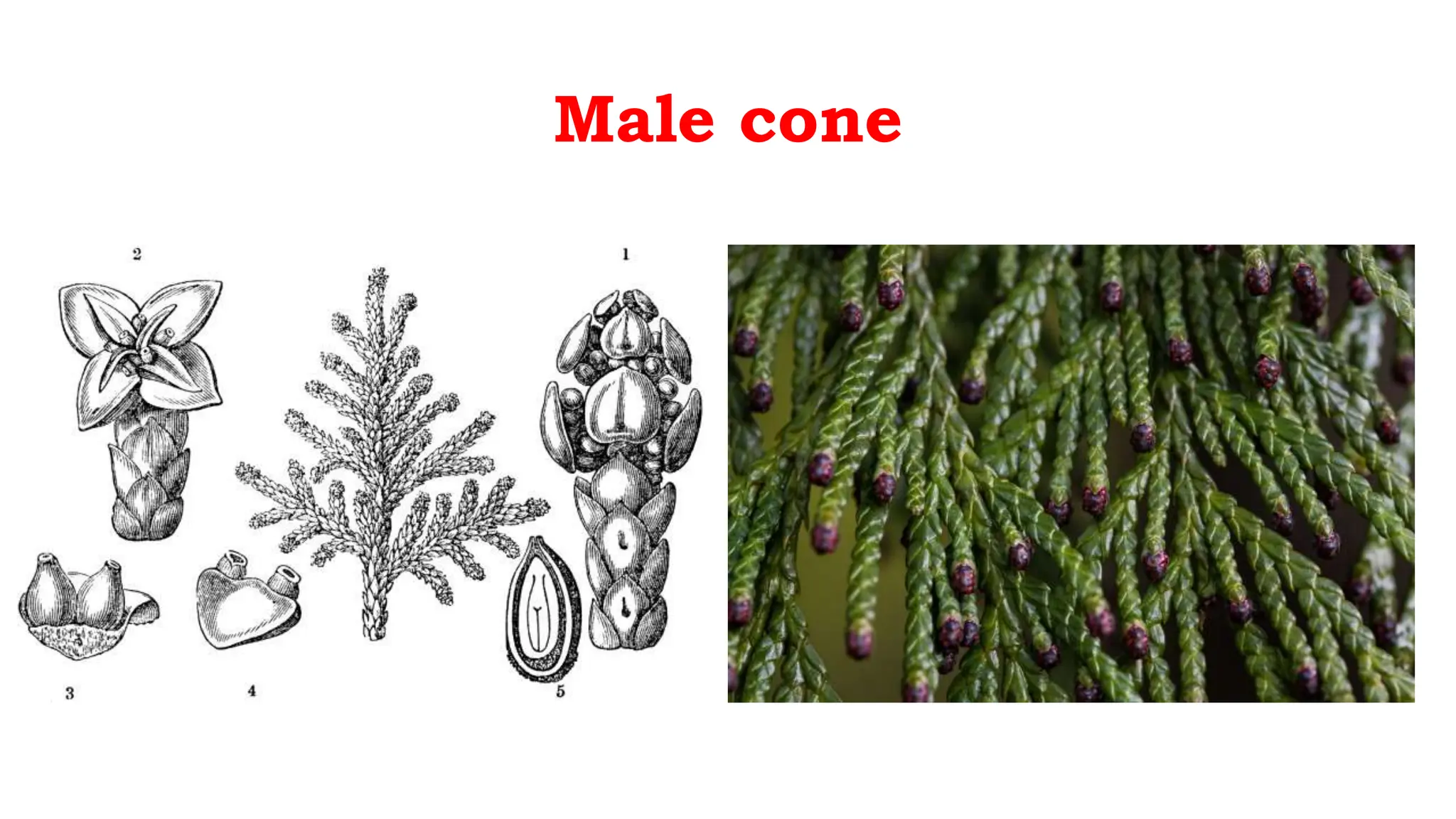 Male cone
 