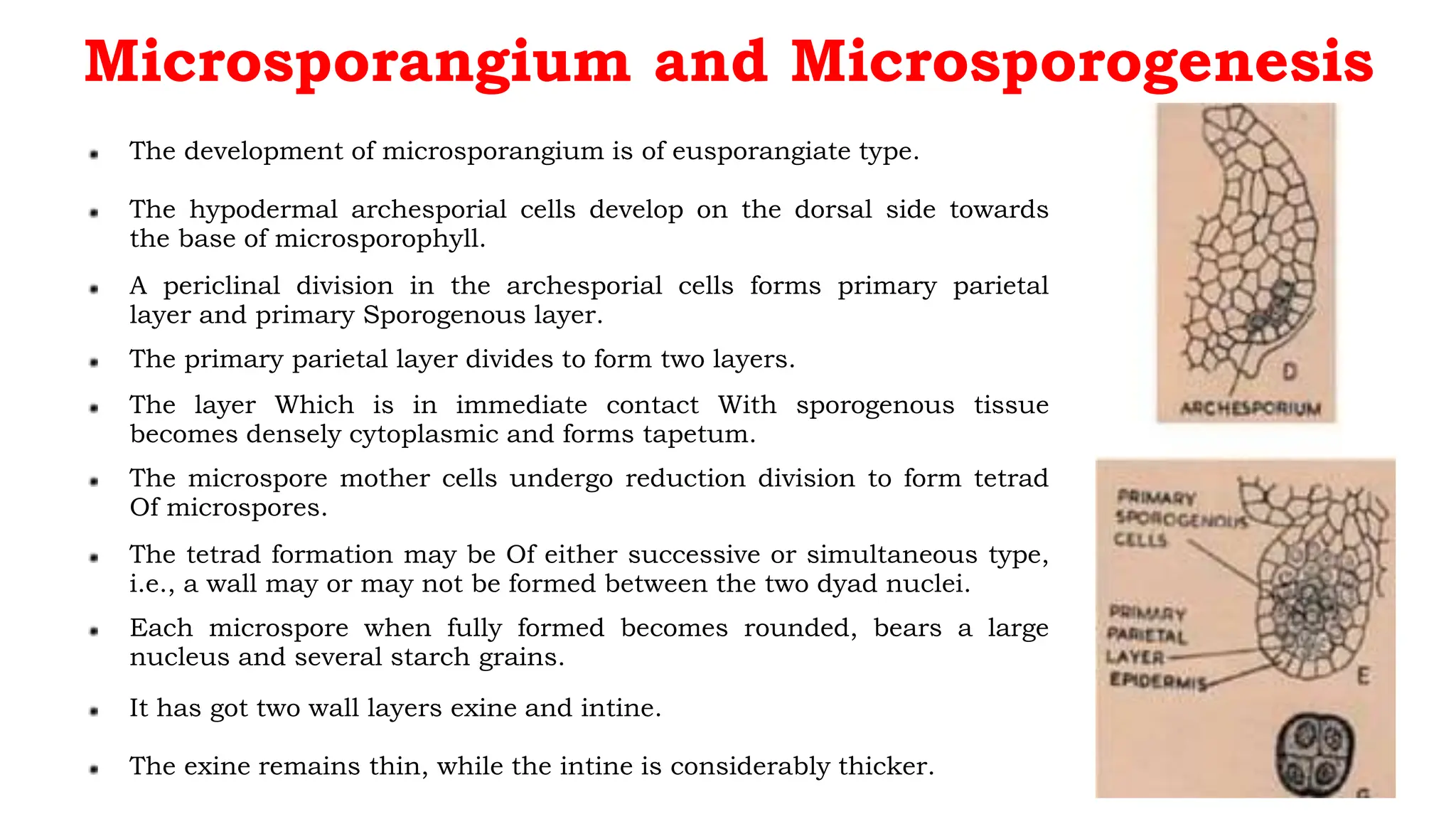 Microsporangium and Microsporogenesis
The development of microsporangium is of eusporangiate type.
The hypodermal archesporial cells develop on the dorsal side towards
the base of microsporophyll.
A periclinal division in the archesporial cells forms primary parietal
layer and primary Sporogenous layer.
The primary parietal layer divides to form two layers.
The layer Which is in immediate contact With sporogenous tissue
becomes densely cytoplasmic and forms tapetum.
The microspore mother cells undergo reduction division to form tetrad
Of microspores.
The tetrad formation may be Of either successive or simultaneous type,
i.e., a wall may or may not be formed between the two dyad nuclei.
Each microspore when fully formed becomes rounded, bears a large
nucleus and several starch grains.
It has got two wall layers exine and intine.
The exine remains thin, while the intine is considerably thicker.
 