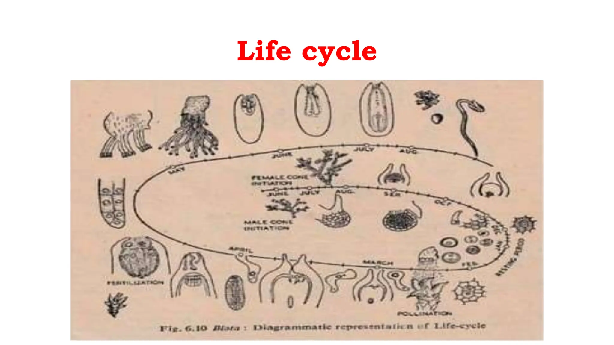 Life cycle
 