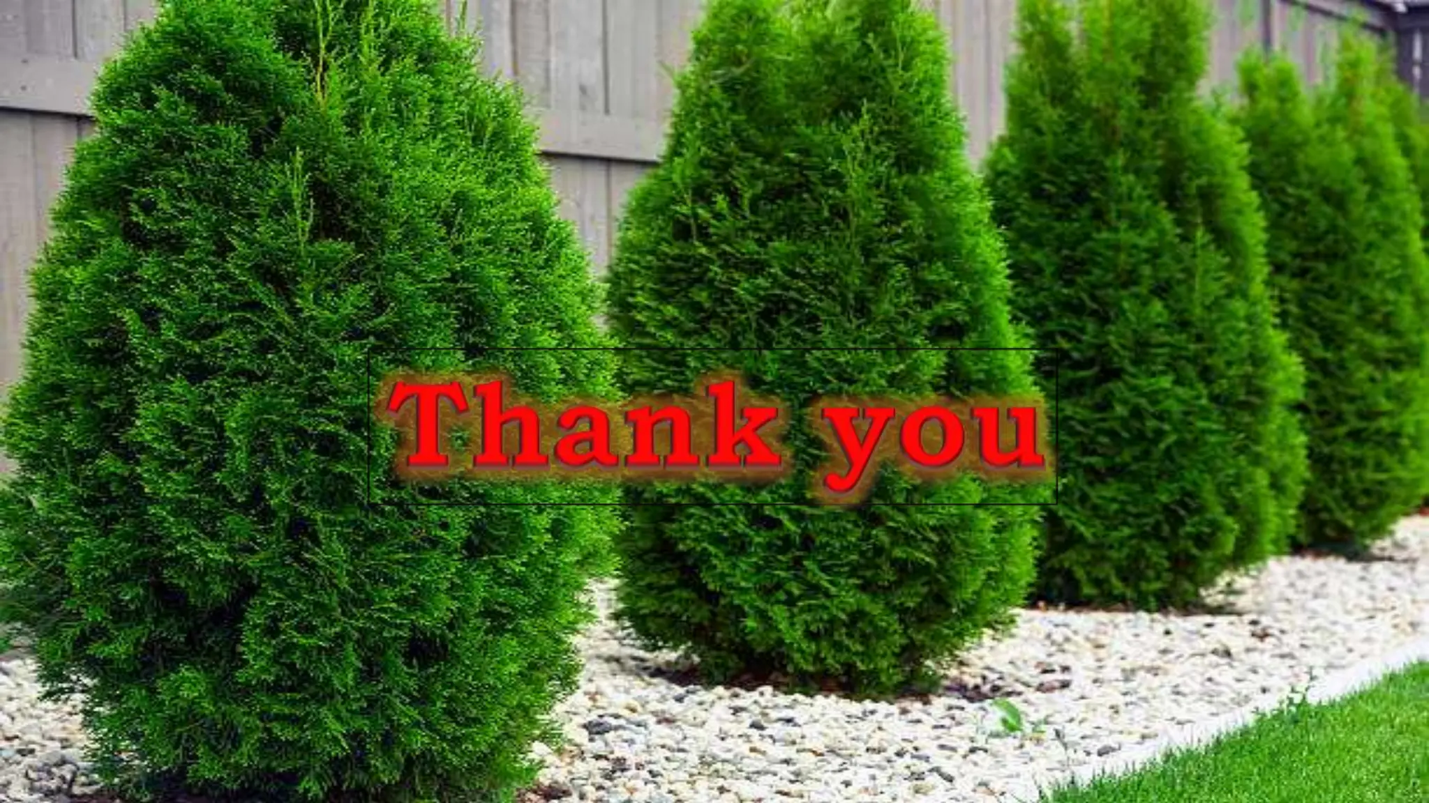 morphology and reproduction of Thuja.pptx