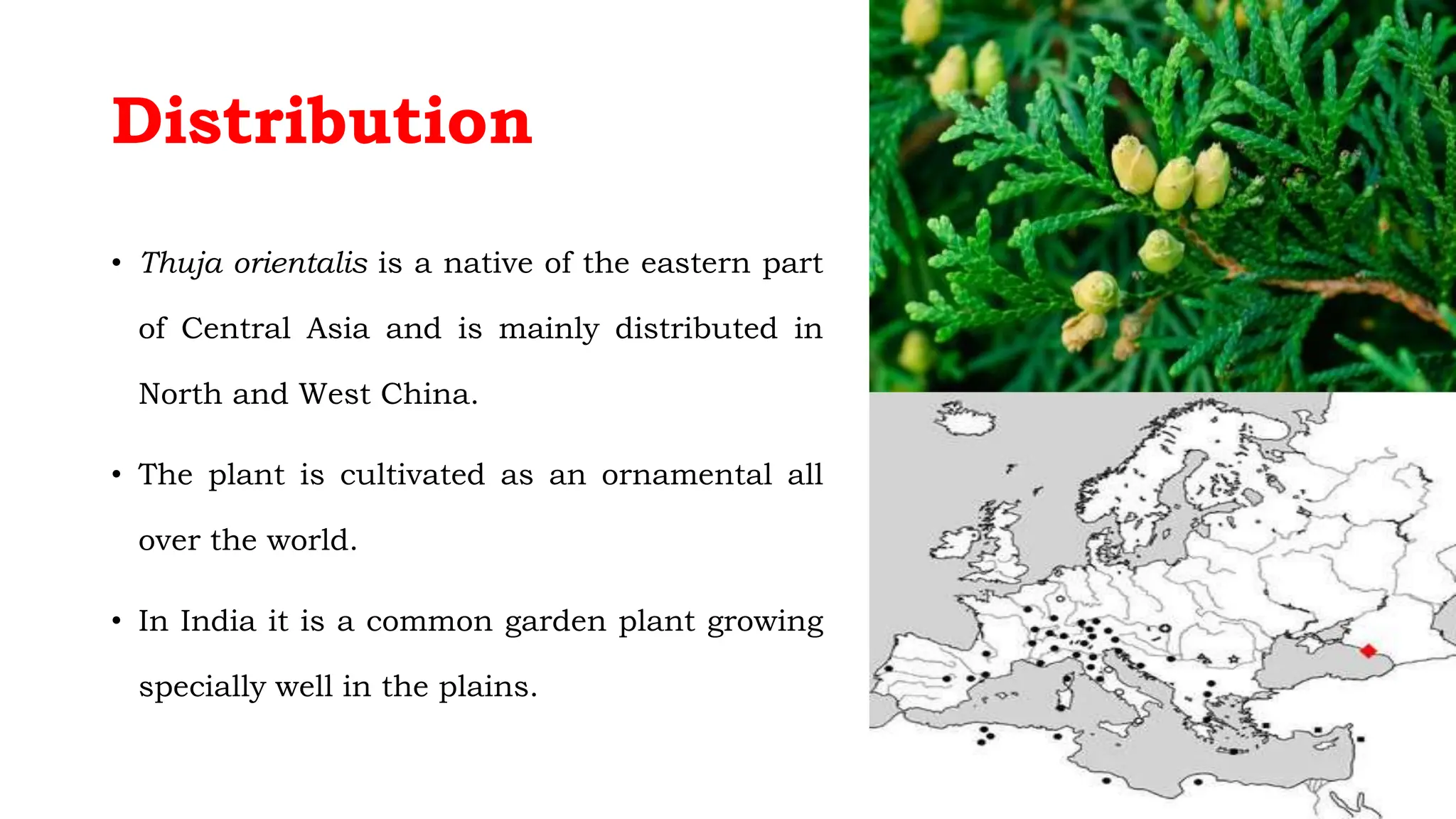 Distribution
• Thuja orientalis is a native of the eastern part
of Central Asia and is mainly distributed in
North and West China.
• The plant is cultivated as an ornamental all
over the world.
• In India it is a common garden plant growing
specially well in the plains.
 