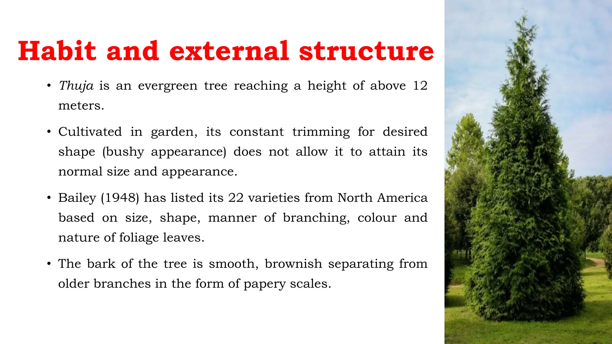 Habit and external structure
• Thuja is an evergreen tree reaching a height of above 12
meters.
• Cultivated in garden, its constant trimming for desired
shape (bushy appearance) does not allow it to attain its
normal size and appearance.
• Bailey (1948) has listed its 22 varieties from North America
based on size, shape, manner of branching, colour and
nature of foliage leaves.
• The bark of the tree is smooth, brownish separating from
older branches in the form of papery scales.
 
