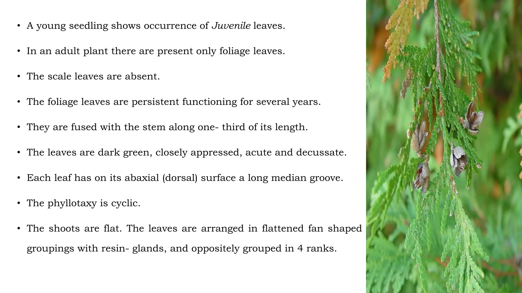 • A young seedling shows occurrence of Juvenile leaves.
• In an adult plant there are present only foliage leaves.
• The scale leaves are absent.
• The foliage leaves are persistent functioning for several years.
• They are fused with the stem along one- third of its length.
• The leaves are dark green, closely appressed, acute and decussate.
• Each leaf has on its abaxial (dorsal) surface a long median groove.
• The phyllotaxy is cyclic.
• The shoots are flat. The leaves are arranged in flattened fan shaped
groupings with resin- glands, and oppositely grouped in 4 ranks.
 