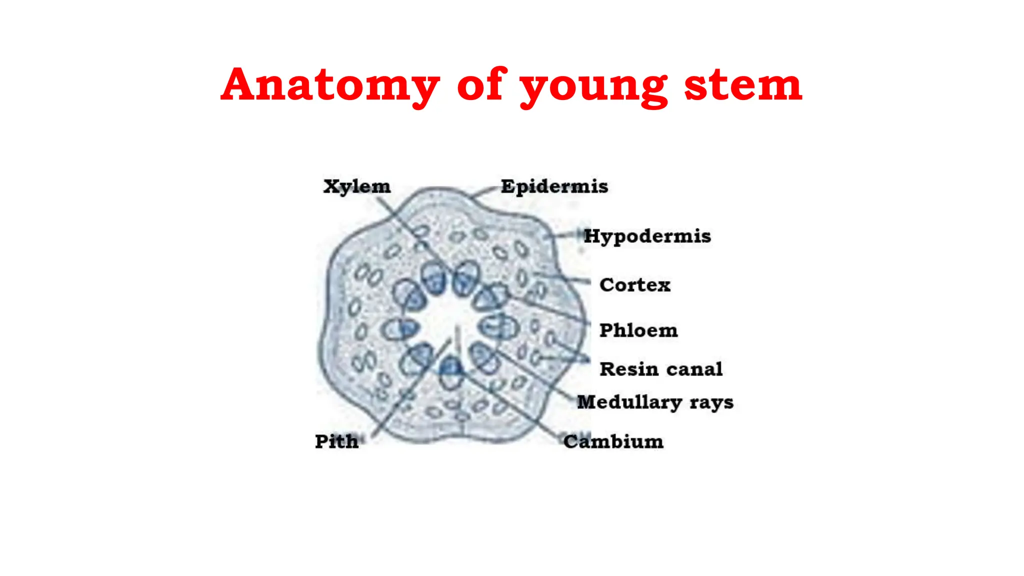 Anatomy of young stem
 