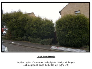 Thuja Plicata Hedge

Job Description – To remove the hedge on the right of the gate
      and reduce and shape the hedge row to the left.
 