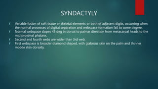 SYNDACTYLY
 Variable fusion of soft tissue or skeletal elements or both of adjacent digits, occurring when
the normal processes of digital separation and webspace formation fail to some degree.
 Normal webspace slopes 45 deg in dorsal to palmar direction from metacarpal heads to the
mid proximal phalanx.
 Second and fourth webs are wider than 3rd web.
 First webspace is broader diamond shaped, with glabrous skin on the palm and thinner
mobile skin dorsally.
 