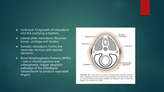  Limb bud: Outgrowth of mesoderm
into the overlying ectoderm.
 Lateral plate mesoderm: Becomes
bones, cartilage and tendon.
 Somatic mesoderm: Forms the
muscular, nervous and vascular
elements.
 Bone Morphogenetic Proteins (BMPs)
- role in chondrogenesis and
osteogenesis, trigger apoptotic
pathways of the interdigital
mesenchyme to produce separated
fingers.
 