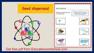 Get free pdf from Educationworksheet.com
Seed disperasal
 