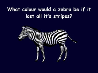 What colour would a zebra be if it lost all it ’ s stripes? 