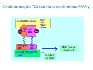 Hoạt hóa sự
chuyển mã
Gen đích
của PPAR
Cơ chế tác dụng của TZD hoạt hóa sự chuyển mã qua PPAR Ɣ
 