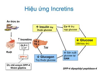 Hiệu ứng Incretins
Ăn thức ăn
TB β
 Incretins
Tụy
 Insulin tùy
thuộc glucose
Cơ  thu
nạp glucose
 Glucagon
Tùy thuộc glucose
Ruột
GLP-1
& GIP
 Sản xuất
glucose tại
GAN
 Glucose
(đói/sau ăn)TB α
Ức chế enzym DPP-4
Nhóm gliptins
DPP-4
DPP-4 dipeptidyl peptidase-4
 
