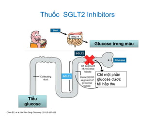 Thuốc SGLT2 Inhibitors
Chao EC, et al. Nat Rev Drug Discovery. 2010;9:551-559.
Glucose trong máu
Tiểu
glucose
Chỉ một phần
glucose được
tái hấp thu
 