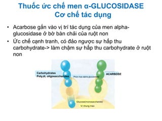 • Acarbose gắn vào vị trí tác dụng của men alpha-
glucosidase ở bờ bàn chải của ruột non
• Ức chế cạnh tranh, có đảo ngược sự hấp thu
carbohydrate-> làm chậm sự hấp thu carbohydrate ở ruột
non
Thuốc ức chế men α-GLUCOSIDASE
Cơ chế tác dụng
ACARBOSECarbohydrates
Poly,di, oligosaccharides
Glucose(monosaccharide)
Vi nhung mao
Phức hợp alpha glucosidase
 