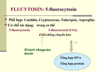 FLUCYTOSIN: 5-fluorocytosin
 Phổ hẹp: Candida, Cryptococcus, Toluropsis, Aspergilus
 Cơ chế tác dụng: trong cơ thể
5-fluorocytosin 5-fluorouracil (5-Fu)
Chất chống chuyển hóa
_
Tổng hợp DNA
Tổng hợp protein
Enzym chuyeân
bieät
 