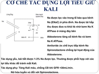 CƠ CHẾ TÁC DỤNG LỢI TiỂU GiỮ
KALI
Na được lọc vào trong tế bào qua kênh
Na (ENaC) ở phía đỉnh. Na được tái hấp
thu được đưa ra khỏi tb nhờ bơm Na K
ATPase ở màng đáy bên
Aldosterone tăng số kênh Na và bơm
Na K ATPase.
Amiloride ức chế trực tiếp kênh Na
Spironolactone chống lại họat động của
Aldosterone.
Tác dụng yếu, bài tiết được 1-3% Na được lọc. Thường được phối hợp với các
lợi tiểu khác để tránh mất Kali.
Tác dụng phụ: Tăng Kali máu, chống CĐ khi GFR <30mL/min.
Nữ hóa tuyến vú đối với Spironolactone.
 