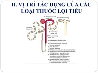 II. VỊ TRÍ TÁC DỤNG CỦA CÁC
LOẠI THUỐC LỢI TIỂU
 