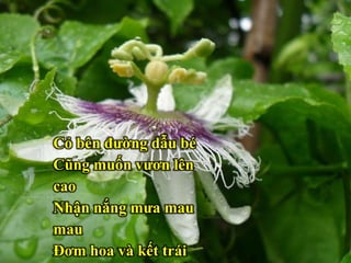 Lũ chim non ríu rít
Gọi nhau trên mái tôn
Cháu nội thì lon ton
Chào bà đi nhà trẻ
Cỏ bên đường dẫu bé
Cũng muốn vươn lên
cao
Nhận nắng mưa mau
mau
Đơm hoa và kết trái
 