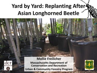 Yard by Yard: Replanting After
Asian Longhorned Beetle

Mollie Freilicher
Massachusetts Department of
Conservation and Recreation
Urban & Community Forestry Program

 