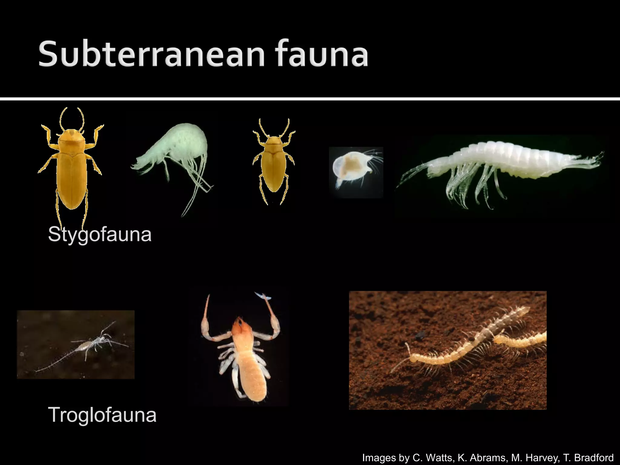 Stygo Michelle Guzik - Invertebrates Plenary | PDF