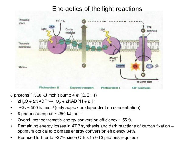 proton movement across membrane drives rotation of c ring proton movement across membrane drives rotation of c ring