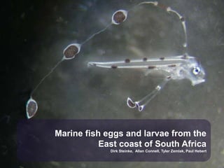 Marine fish eggs and larvae from the
           East coast of South Africa
             Dirk Steinke, Allan Connell, Tyler Zemlak, Paul Hebert
 
