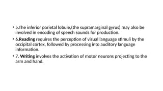 • 5.The inferior parietal lobule,(the supramarginal gyrus) may also be
involved in encoding of speech sounds for production.
• 6.Reading requires the perception of visual language stimuli by the
occipital cortex, followed by processing into auditory language
information.
• 7. Writing involves the activation of motor neurons projecting to the
arm and hand.
 
