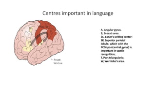Centres important in language
A, Angular gyrus.
B, Broca’s area.
EC, Exner’s writing center;
SP, Superior parietal
lobule, which with the
PCG (postcentral gyrus) is
important in tactile
recognition;
T, Pars triangularis;
W, Wernicke’s area.
 