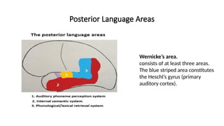 Posterior Language Areas
Wernicke’s area.
consists of at least three areas.
The blue striped area constitutes
the Heschl’s gyrus (primary
auditory cortex).
 