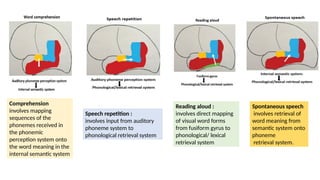 Comprehension
involves mapping
sequences of the
phonemes received in
the phonemic
perception system onto
the word meaning in the
internal semantic system
Speech repetition :
involves input from auditory
phoneme system to
phonological retrieval system
Reading aloud :
involves direct mapping
of visual word forms
from fusiform gyrus to
phonological/ lexical
retrieval system
Spontaneous speech
involves retrieval of
word meaning from
semantic system onto
phoneme
retrieval system.
 