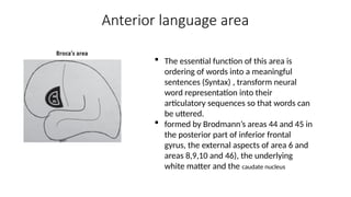 Anterior language area
 The essential function of this area is
ordering of words into a meaningful
sentences (Syntax) , transform neural
word representation into their
articulatory sequences so that words can
be uttered.
 formed by Brodmann’s areas 44 and 45 in
the posterior part of inferior frontal
gyrus, the external aspects of area 6 and
areas 8,9,10 and 46), the underlying
white matter and the caudate nucleus
 