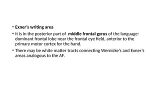 • Exner’s writing area
• It is in the posterior part of middle frontal gyrus of the language-
dominant frontal lobe near the frontal eye field, anterior to the
primary motor cortex for the hand.
• There may be white matter tracts connecting Wernicke’s and Exner’s
areas analogous to the AF.
 