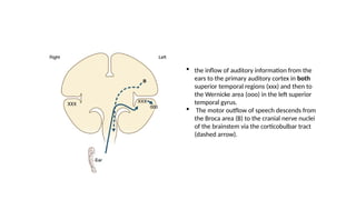  the inflow of auditory information from the
ears to the primary auditory cortex in both
superior temporal regions (xxx) and then to
the Wernicke area (ooo) in the left superior
temporal gyrus.
 The motor outflow of speech descends from
the Broca area (B) to the cranial nerve nuclei
of the brainstem via the corticobulbar tract
(dashed arrow).
 