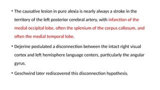 • The causative lesion in pure alexia is nearly always a stroke in the
territory of the left posterior cerebral artery, with infarction of the
medial occipital lobe, often the splenium of the corpus callosum, and
often the medial temporal lobe.
• Dejerine postulated a disconnection between the intact right visual
cortex and left hemisphere language centers, particularly the angular
gyrus.
• Geschwind later rediscovered this disconnection hypothesis.
 