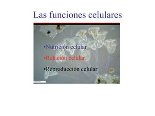Las funciones celulares
•Nutrición celular
•Relación celular.
•Reproducción celular
 