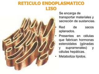 RETICULO ENDOPLASMATICO
LISO
Se encarga de
transportar materiales y
secreción de sustancias.
• Red de sacos
aplanados.
• Presentes en células
que fabrican hormonas
esteroidales (gónadas
y suprarrenales) y
células hepáticas.
• Metaboliza lípidos.
 