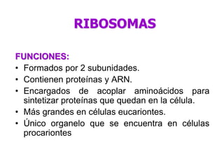 FUNCIONES:
• Formados por 2 subunidades.
• Contienen proteínas y ARN.
• Encargados de acoplar aminoácidos para
sintetizar proteínas que quedan en la célula.
• Más grandes en células eucariontes.
• Único organelo que se encuentra en células
procariontes
RIBOSOMAS
 