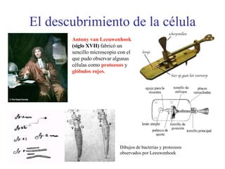 El descubrimiento de la célula
Antony van Leeuwenhoek
(siglo XVII) fabricó un
sencillo microscopio con el
que pudo observar algunas
células como protozoos y
glóbulos rojos.
Dibujos de bacterias y protozoos
observados por Leeuwenhoek
 