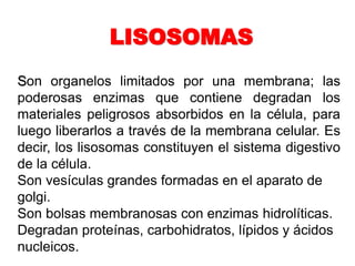 Son organelos limitados por una membrana; las
poderosas enzimas que contiene degradan los
materiales peligrosos absorbidos en la célula, para
luego liberarlos a través de la membrana celular. Es
decir, los lisosomas constituyen el sistema digestivo
de la célula.
Son vesículas grandes formadas en el aparato de
golgi.
Son bolsas membranosas con enzimas hidrolíticas.
Degradan proteínas, carbohidratos, lípidos y ácidos
nucleicos.
LISOSOMAS
 