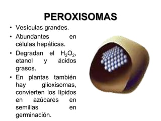 PEROXISOMAS
• Vesículas grandes.
• Abundantes en
células hepáticas.
• Degradan el H2O2,
etanol y ácidos
grasos.
• En plantas también
hay glioxisomas,
convierten los lípidos
en azúcares en
semillas en
germinación.
 