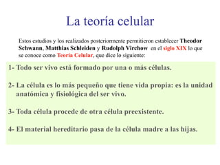 La teoría celular
Estos estudios y los realizados posteriormente permitieron establecer Theodor
Schwann, Matthias Schleiden y Rudolph Virchow en el siglo XIX lo que
se conoce como Teoría Celular, que dice lo siguiente:
1- Todo ser vivo está formado por una o más células.
2- La célula es lo más pequeño que tiene vida propia: es la unidad
anatómica y fisiológica del ser vivo.
3- Toda célula procede de otra célula preexistente.
4- El material hereditario pasa de la célula madre a las hijas.
 