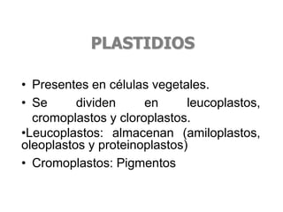• Presentes en células vegetales.
• Se dividen en leucoplastos,
cromoplastos y cloroplastos.
•Leucoplastos: almacenan (amiloplastos,
oleoplastos y proteinoplastos)
• Cromoplastos: Pigmentos
PLASTIDIOS
 