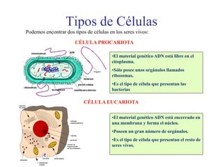 Tipos de Células
Podemos encontrar dos tipos de células en los seres vivos:
CÉLULA PROCARIOTA
•El material genético ADN está libre en el
citoplasma.
•Sólo posee unos orgánulos llamados
ribosomas.
•Es el tipo de célula que presentan las
bacterias
CÉLULA EUCARIOTA
•El material genético ADN está encerrado en
una membrana y forma el núcleo.
•Poseen un gran número de orgánulos.
•Es el tipo de célula que presentan el resto de
seres vivos.
 