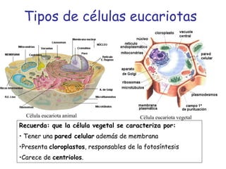 Tipos de células eucariotas
Célula eucariota animal Célula eucariota vegetal
Recuerda: que la célula vegetal se caracteriza por:
• Tener una pared celular además de membrana
•Presenta cloroplastos, responsables de la fotosíntesis
•Carece de centriolos.
 