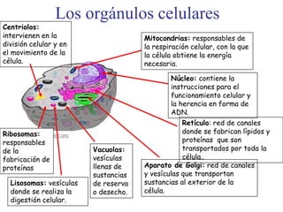 Los orgánulos celulares
Núcleo: contiene la
instrucciones para el
funcionamiento celular y
la herencia en forma de
ADN.
Mitocondrias: responsables de
la respiración celular, con la que
la célula obtiene la energía
necesaria.
Retículo: red de canales
donde se fabrican lípidos y
proteínas que son
transportados por toda la
célula..
Aparato de Golgi: red de canales
y vesículas que transportan
sustancias al exterior de la
célula.
Vacuolas:
vesículas
llenas de
sustancias
de reserva
o desecho.
Lisosomas: vesículas
donde se realiza la
digestión celular.
Ribosomas:
responsables
de la
fabricación de
proteínas
Centriolos:
intervienen en la
división celular y en
el movimiento de la
célula.
 