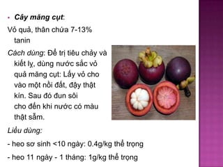 

Cây măng cụt:

Vỏ quả, thân chứa 7-13%
tanin

Cách dùng: Ðể trị tiêu chảy và
kiết lỵ, dùng nước sắc vỏ
quả măng cụt: Lấy vỏ cho
vào một nồi đất, đậy thật
kín. Sau đó đun sôi
cho đến khi nước có màu
thật sẫm.
Liều dùng:
- heo sơ sinh <10 ngày: 0.4g/kg thể trọng
- heo 11 ngày - 1 tháng: 1g/kg thể trọng

 