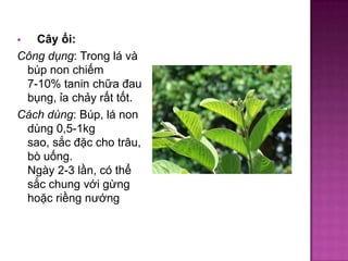 Cây ổi:
Công dụng: Trong lá và
búp non chiếm
7-10% tanin chữa đau
bụng, ỉa chảy rất tốt.
Cách dùng: Búp, lá non
dùng 0,5-1kg
sao, sắc đặc cho trâu,
bò uống.
Ngày 2-3 lần, có thể
sắc chung với gừng
hoặc riềng nướng


 