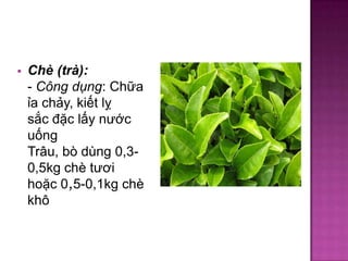 

Chè (trà):
- Công dụng: Chữa
ỉa chảy, kiết lỵ
sắc đặc lấy nước
uống
Trâu, bò dùng 0,30,5kg chè tươi
hoặc 0,5-0,1kg chè
khô

 